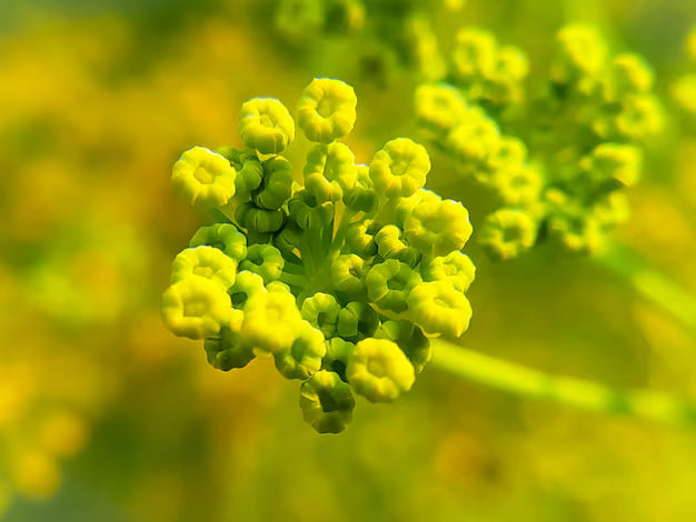 Yellow Heracleum Plants Growing Along Garden Border