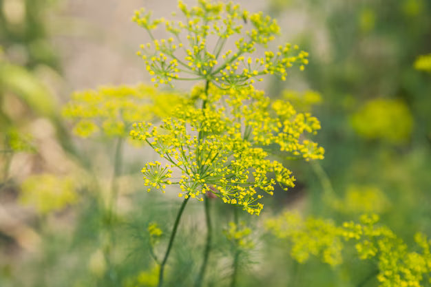 Close-Up of Yellow Heracleum Flower Cluster