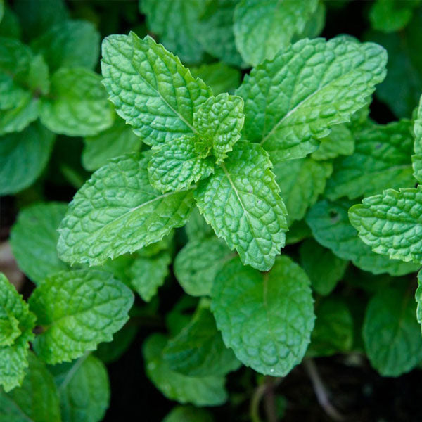 Peppermint plants growing in herb garden