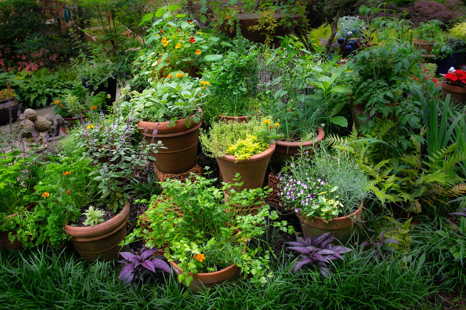 Deluxe herb garden seeds mix growing in containers