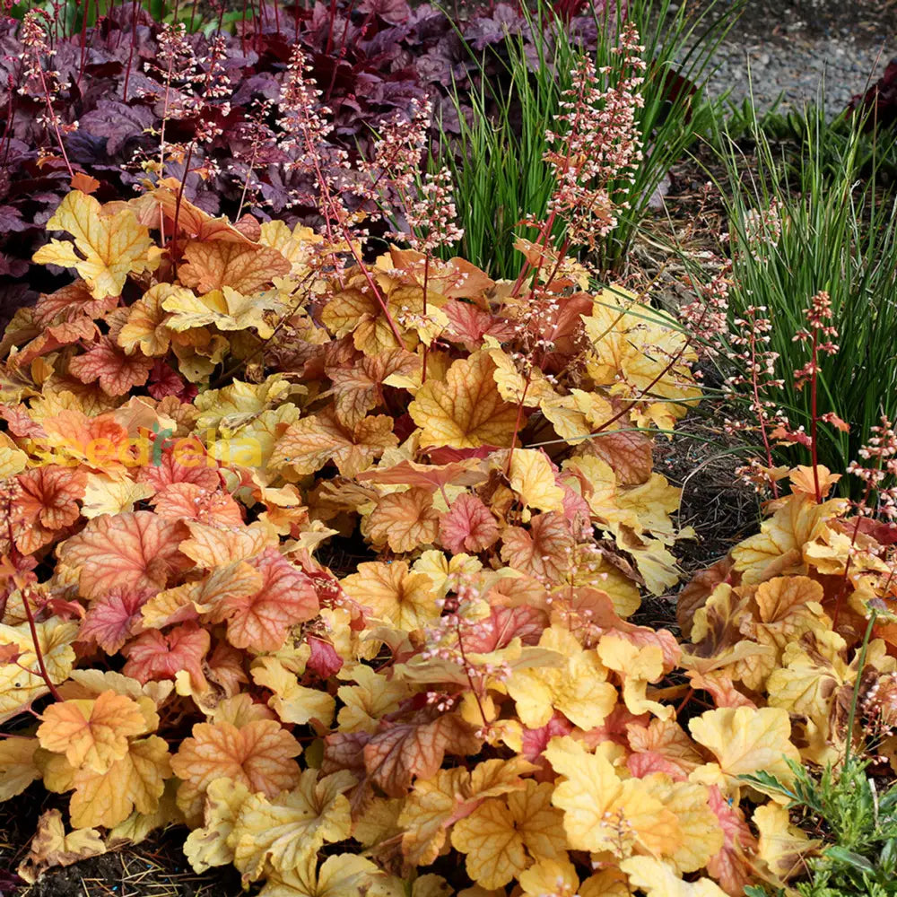 Heuchera Champagne Flower Seeds For Planting