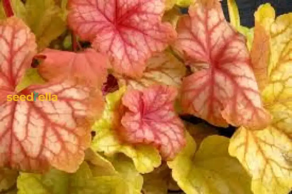 Heuchera Champagne Flower Seeds For Planting