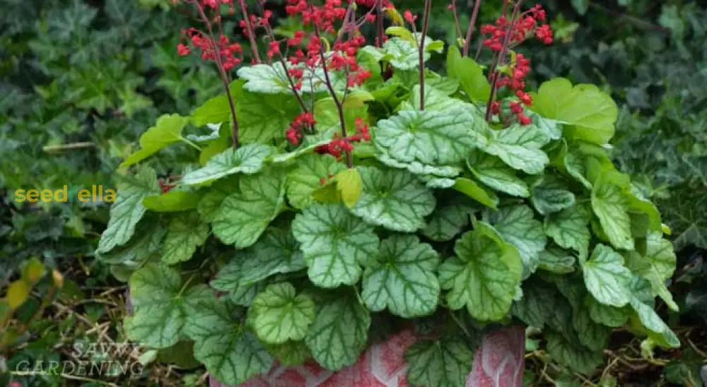 Heuchera Plant Seeds For Planting - Green Variety Collection Seeds