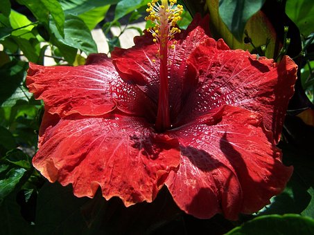 Marron Hibiscus Flower seeds for Planting Long Bloom Season Heirloom & GMO Free Seeds for Home Garden 
 
 Sale for planting in home garden