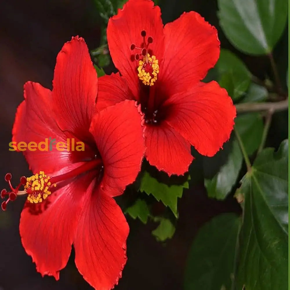 Hibiscus Flower Seeds For Planting & Growth