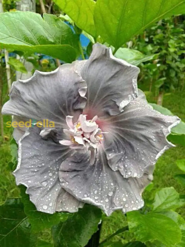 Hibiscus Flower Seeds - Light Grey For Stunning Garden Displays