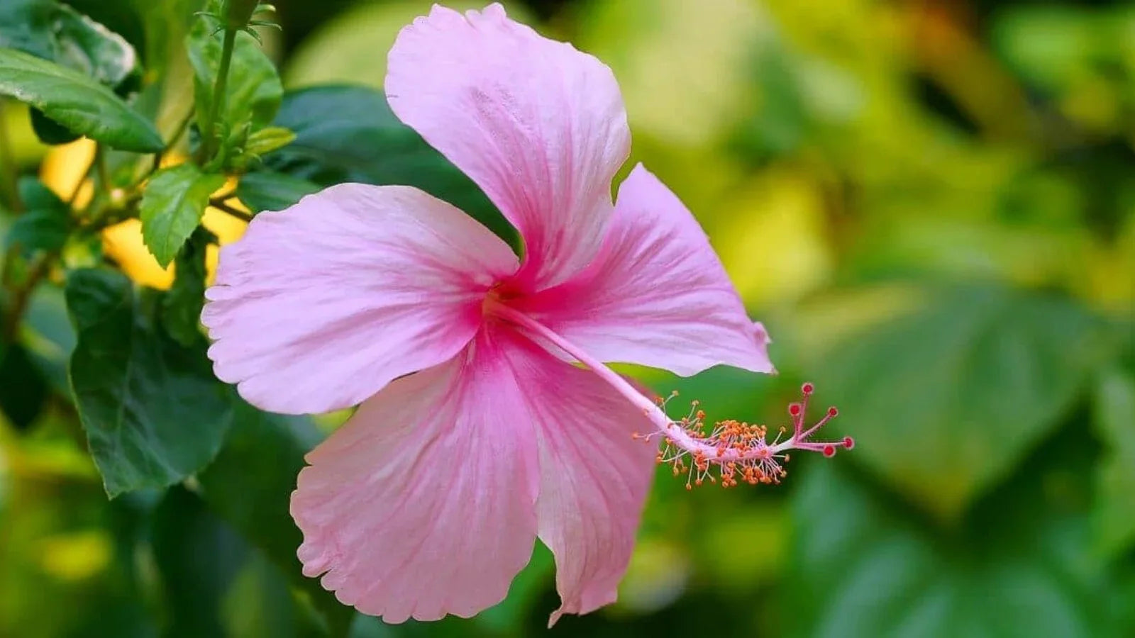Hibiscus Flowers in Garden Border