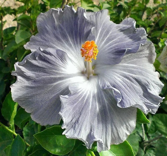 Hibiscus Light Grey Flower Seeds