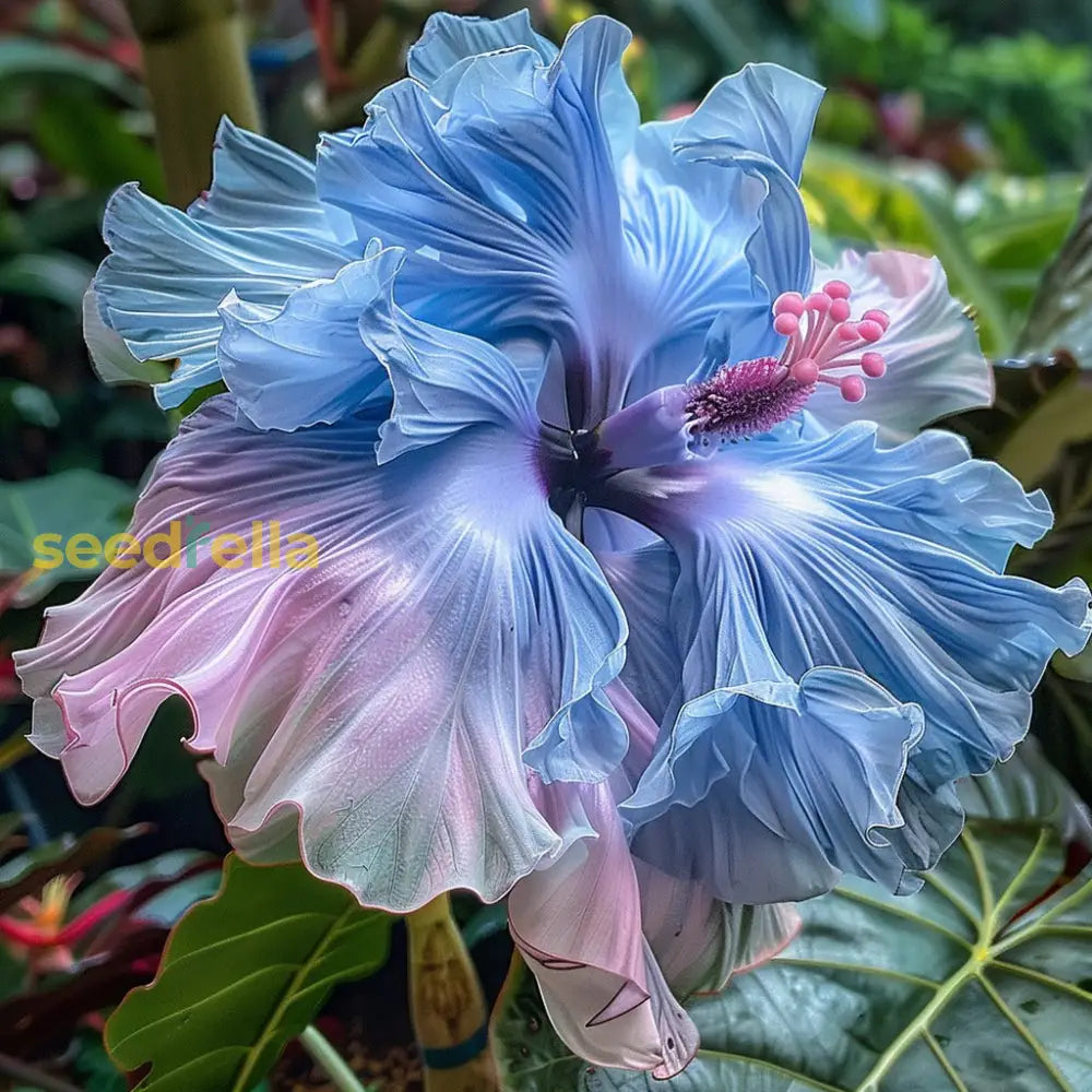 Hibiscus Rainbow Seeds For Planting - Vibrant Blooms In Multiple Colors A Stunning And Graceful