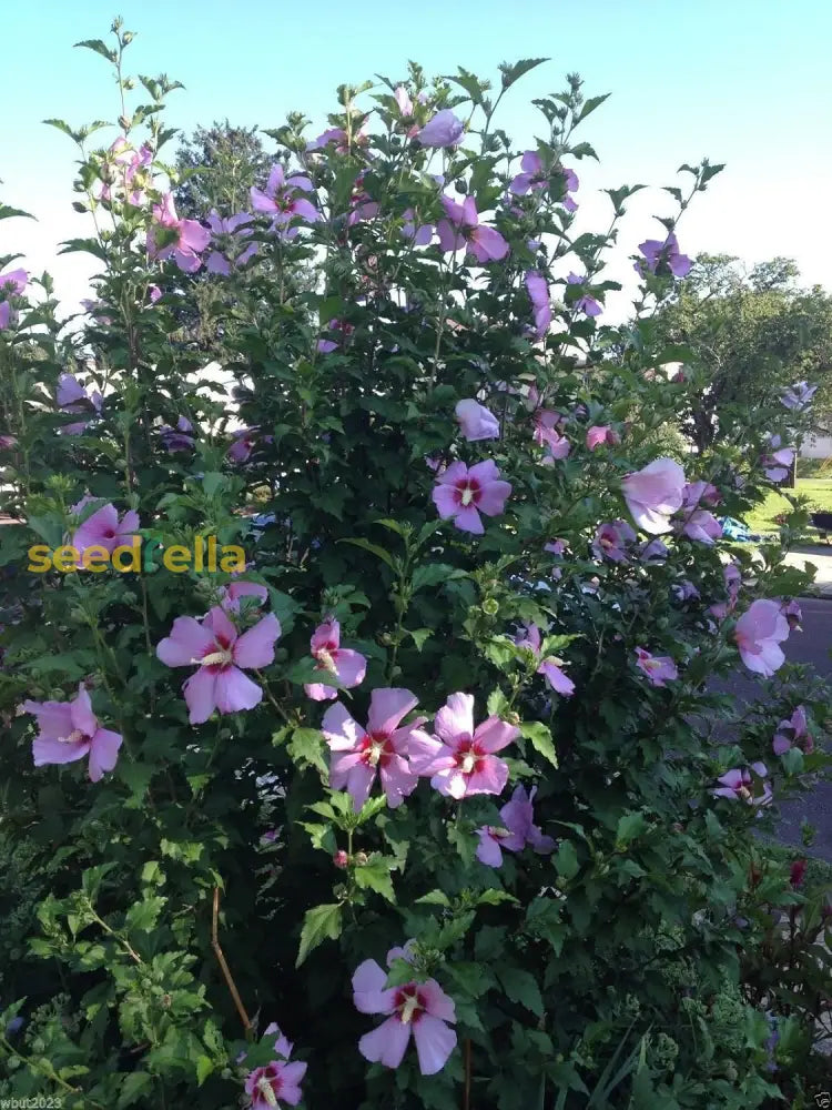 Hibiscus Rose Of Sharon Seeds (Hibiscus Syriacus) -Cold Hardy Perennial Best Selling