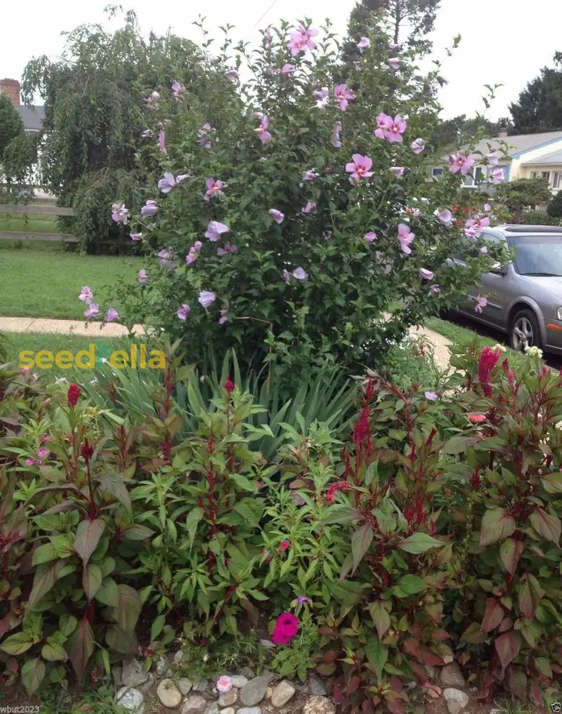 Hibiscus Rose Of Sharon Seeds (Hibiscus Syriacus) -Cold Hardy Perennial Best Selling