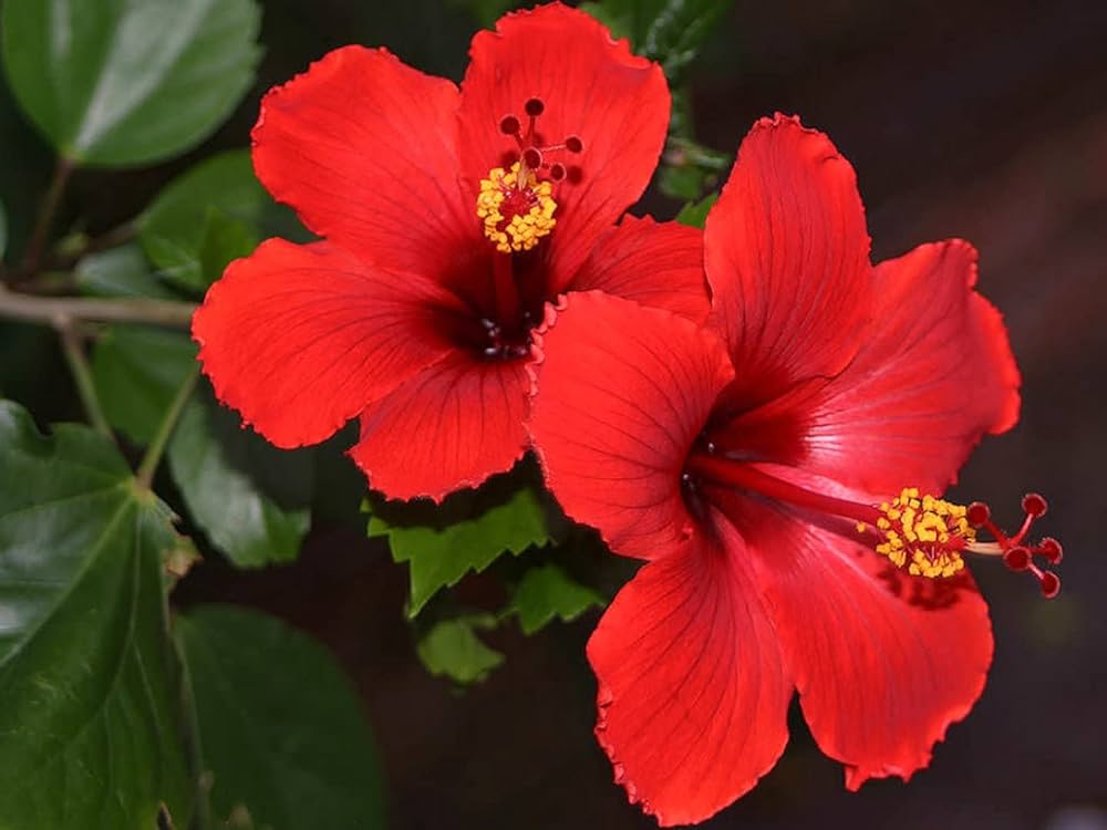 High-quality Hibiscus seeds packet for home gardeners and landscaping projects.
