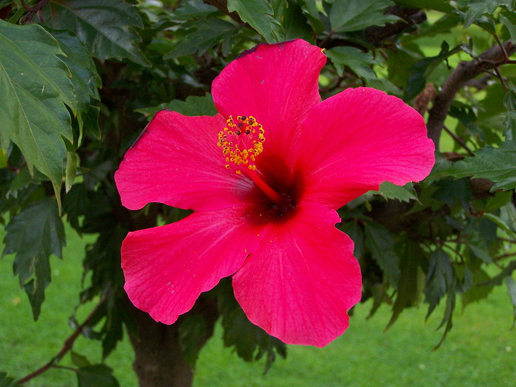 Premium Non-GMO Dark Pink Hibiscus Seeds