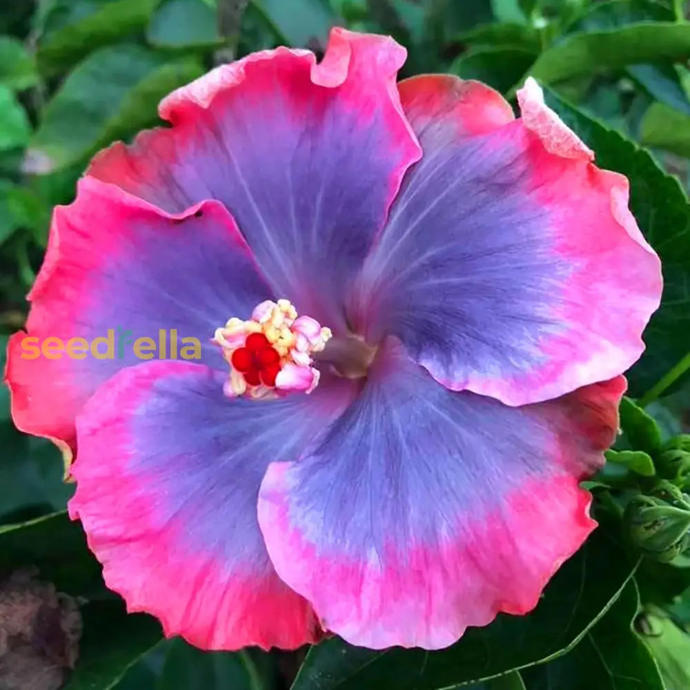 Hibiscus Seeds - Pink Purple Blue Colors For Diy Enthusiasts Home Gardeners Urban Perennial Hardy