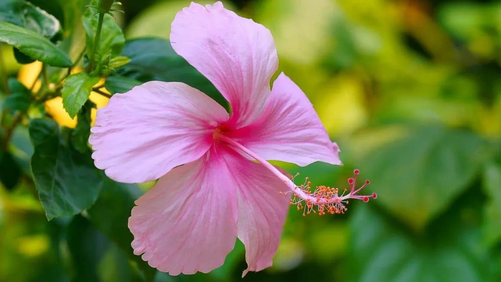 Dark Pink Hibiscus Seeds For Lush Gardens And Vibrant Blooms Flower