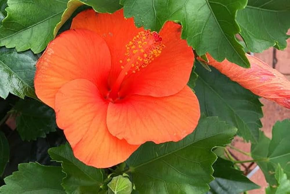 Hibiscus vivid orange bloom grown from seeds