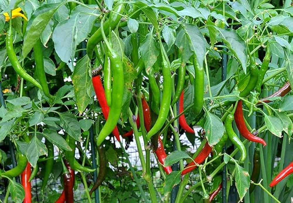 High budding rate pepper seeds for planting