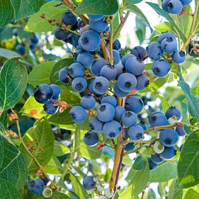 High-bush blueberry seeds flowering branch with white blossoms