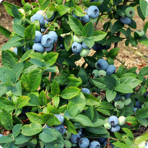 High-bush blueberry seeds Vaccinium corymbosum shrub with white flowers