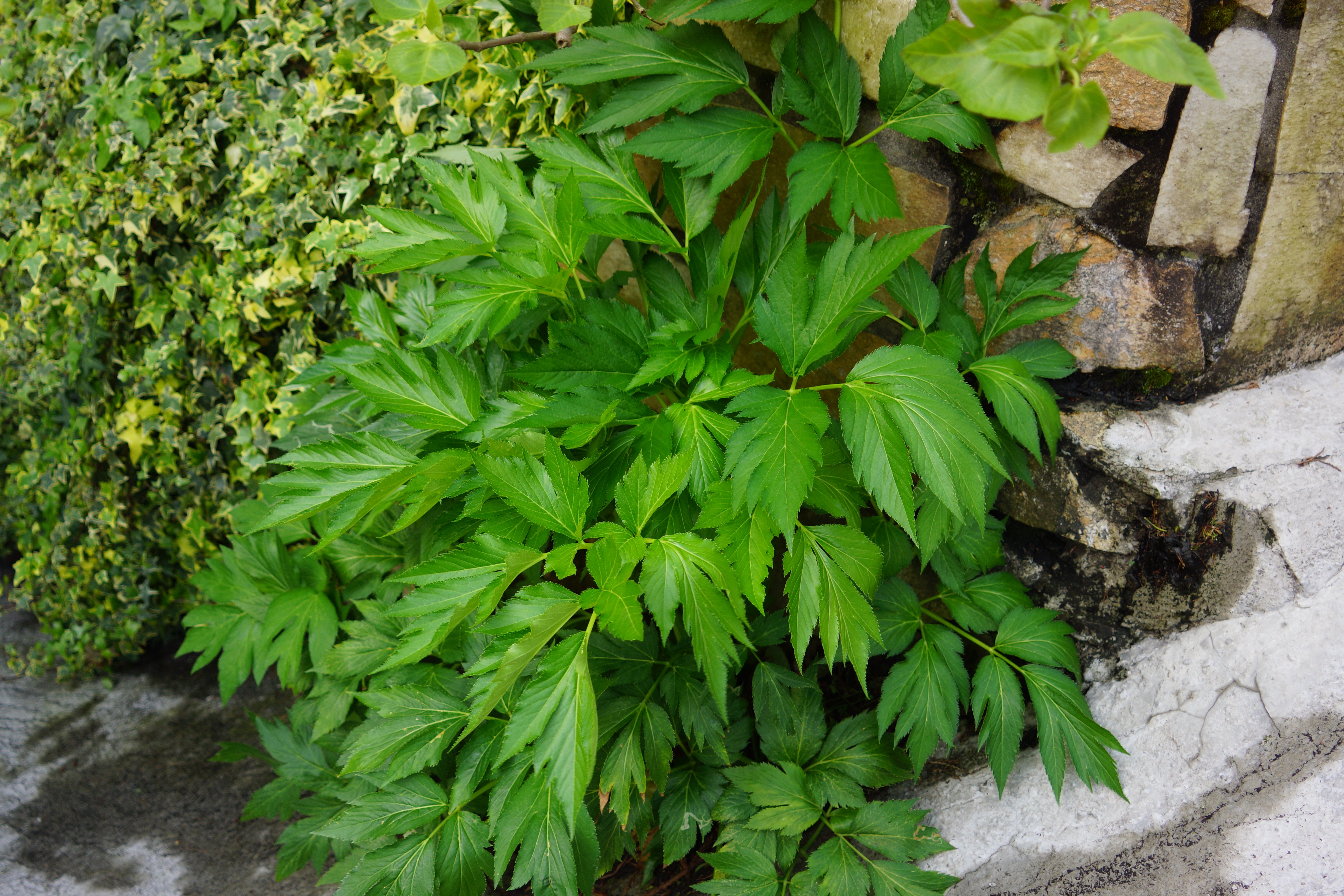 High germination Bathua seeds for planting