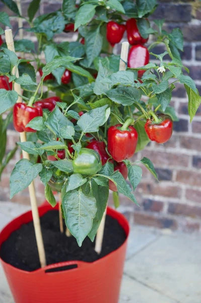 High germination Sweet Crunch Bell Pepper seeds