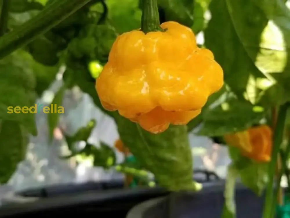 High germination Bonnet seeds for gardening