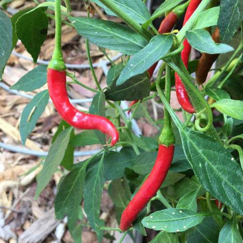 Fresh Cayenne pepper seeds for home planting