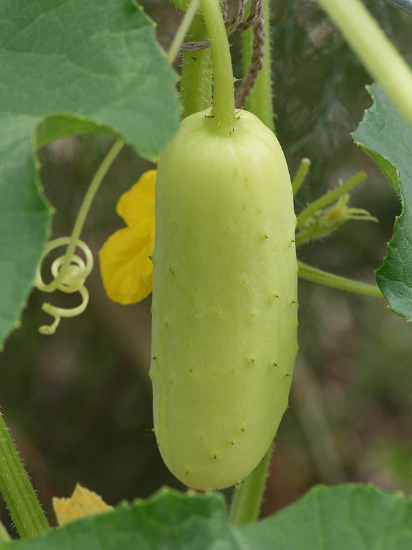 High germination Crisp Salad Blonde Cucumber seeds