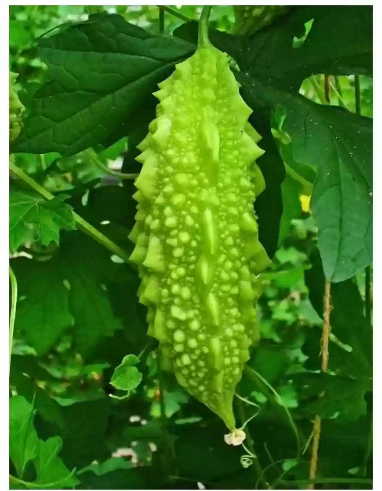 Fresh garden vegetable seeds for planting