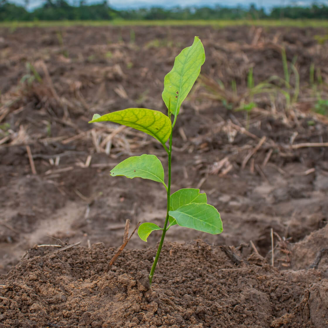 High germination Dominican Kidney Bean seeds