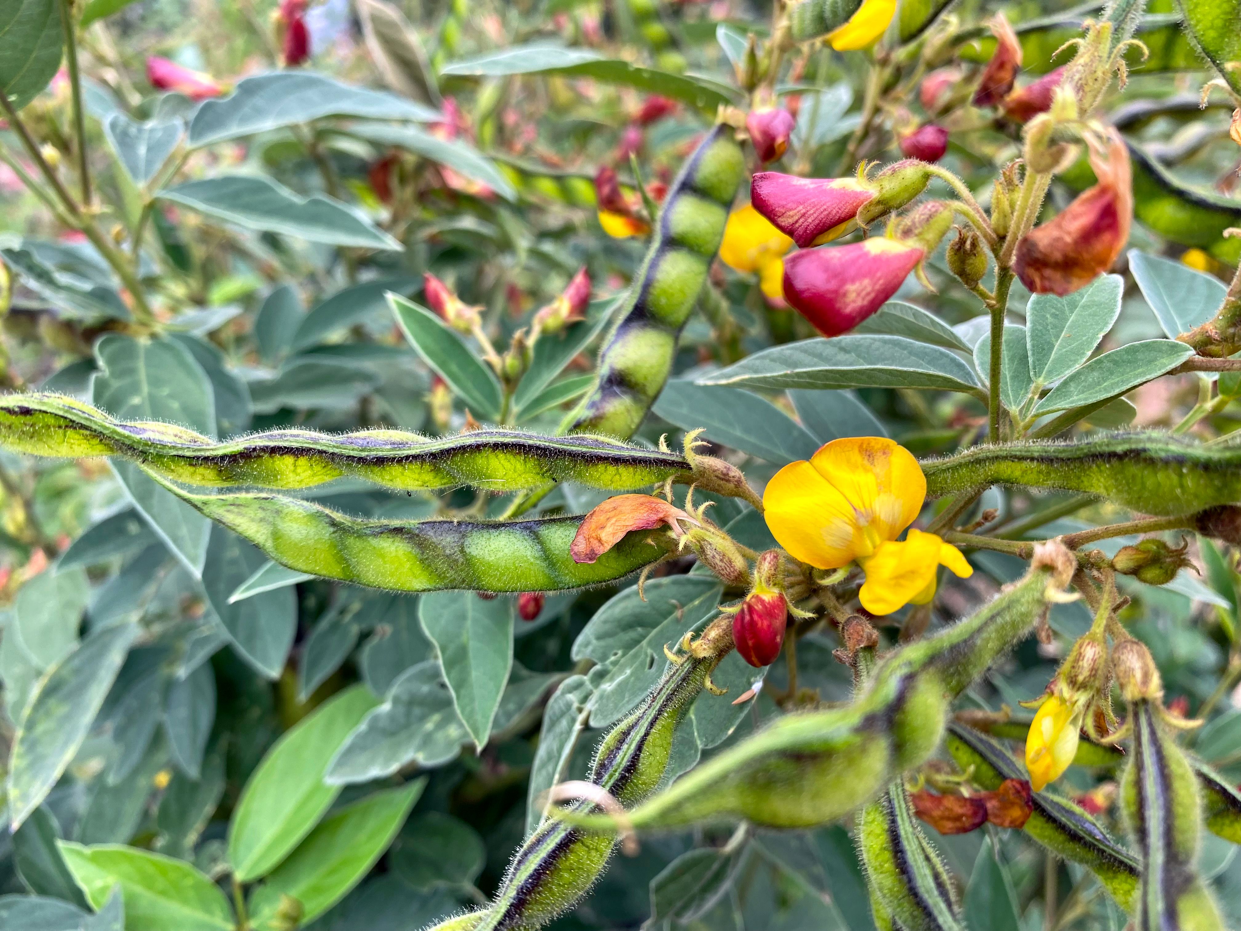 Fresh Pigeon seeds for home planting