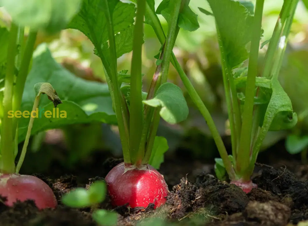 High germination radish seeds for reliable harvest