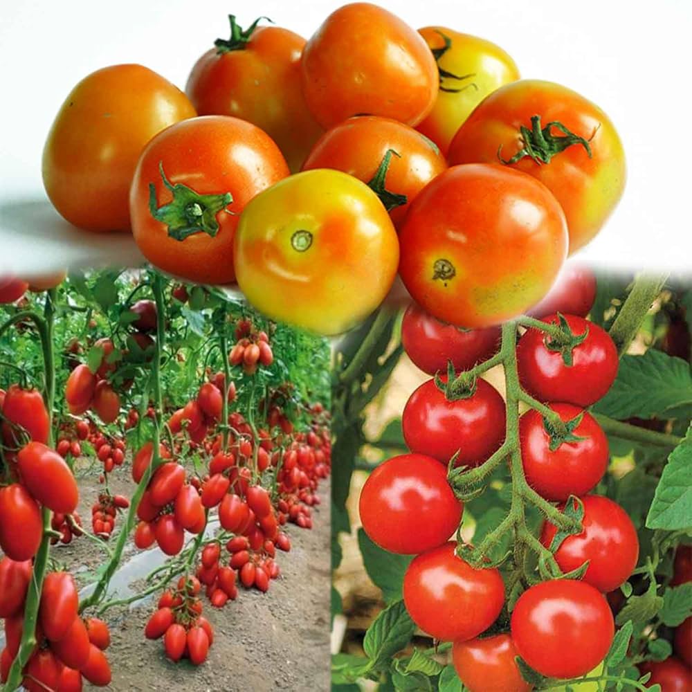 High germination tomato seeds for gardeners