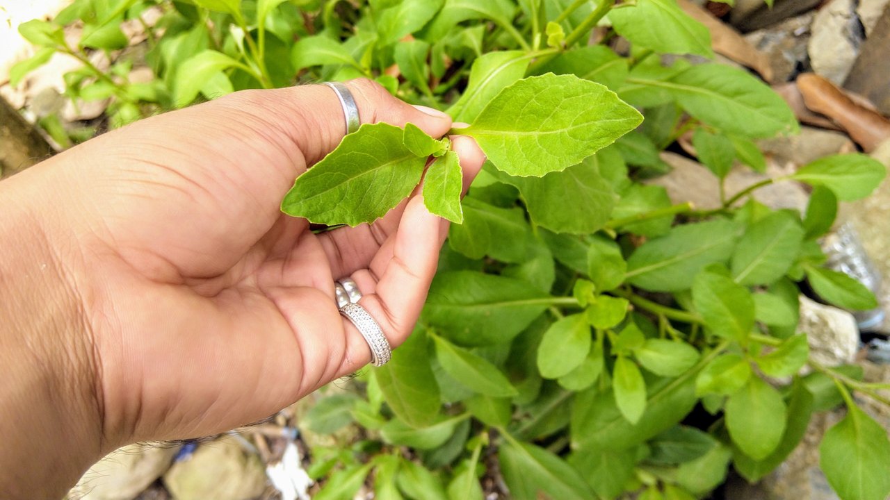 High germination Tomorrows Leaf seeds