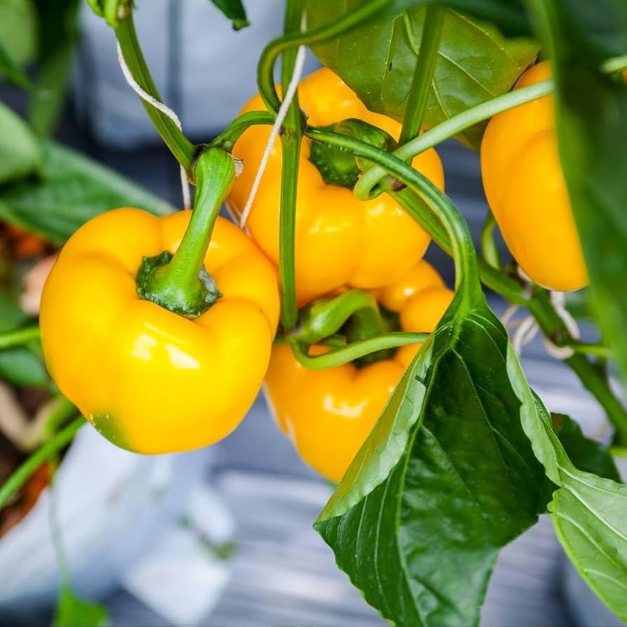 Fresh Yellow Bell Pepper garden seeds for planting