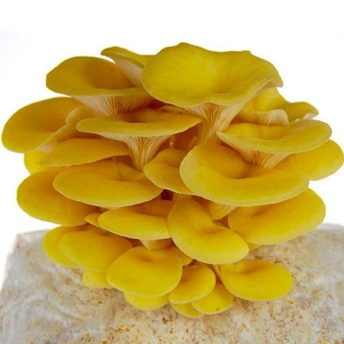 High germination yellow mushroom seeds for growing