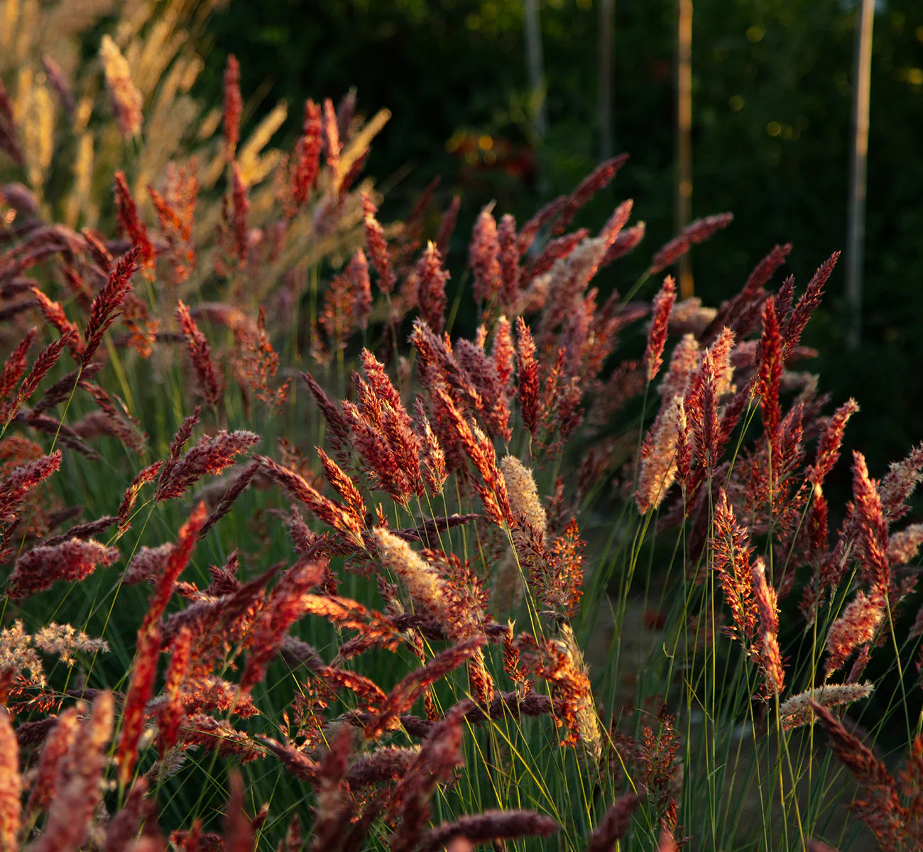 High-Quality Johnsons Plant Seeds