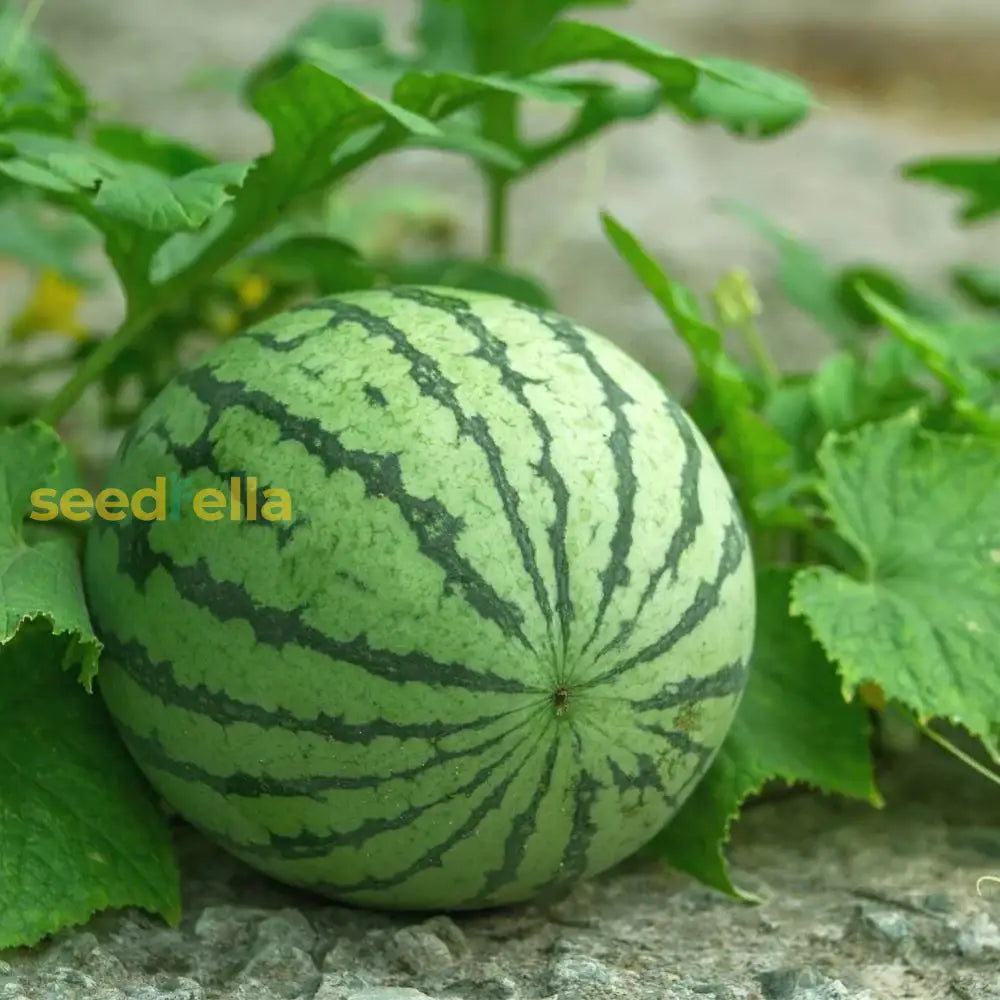 High-Quality Watermelon Seeds for Planting Non-GMO