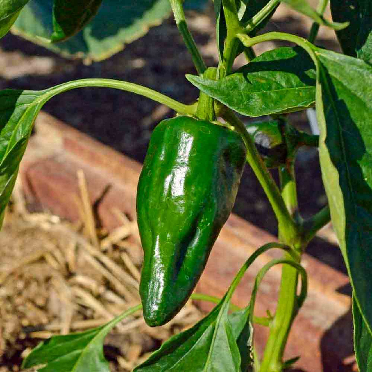 High-yield Ancho Poblano pepper seeds for home gardeners