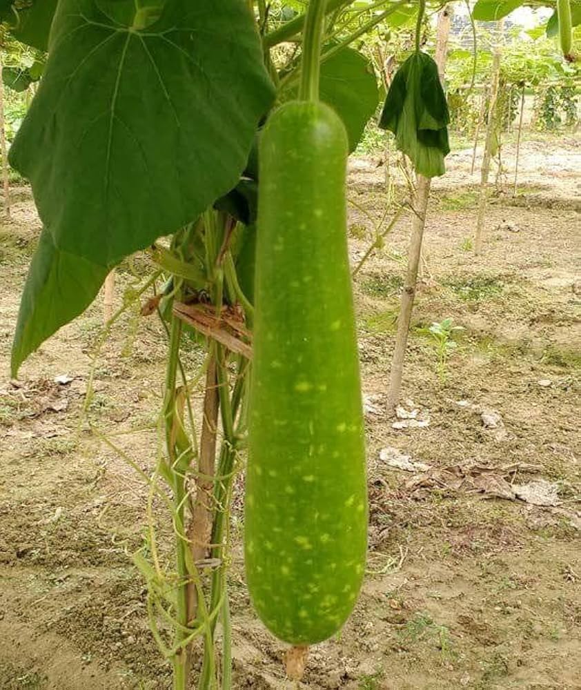 High-yield Bottle Gourd seeds