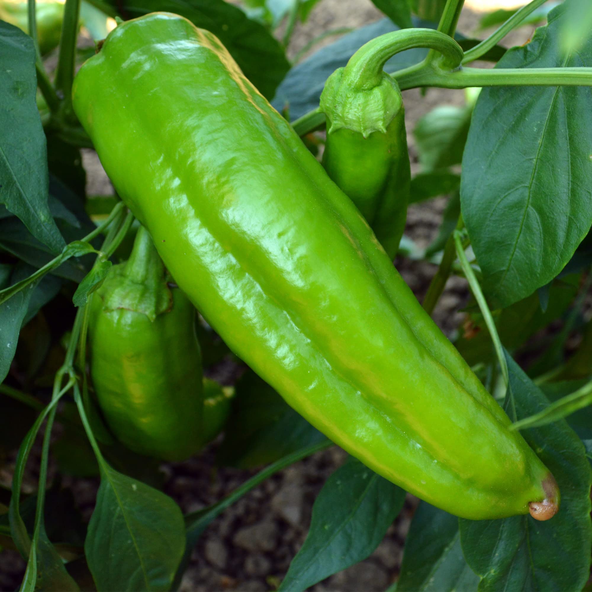 High-yield Italian Sweet Pepper seeds