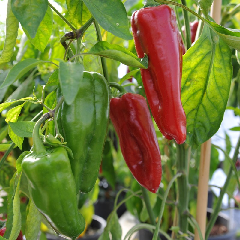 High-yield Sweet Marconi Pepper seeds