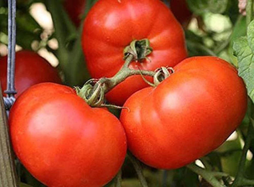 High-Yield Mixed Giant Tomato Plants for Garden Beds