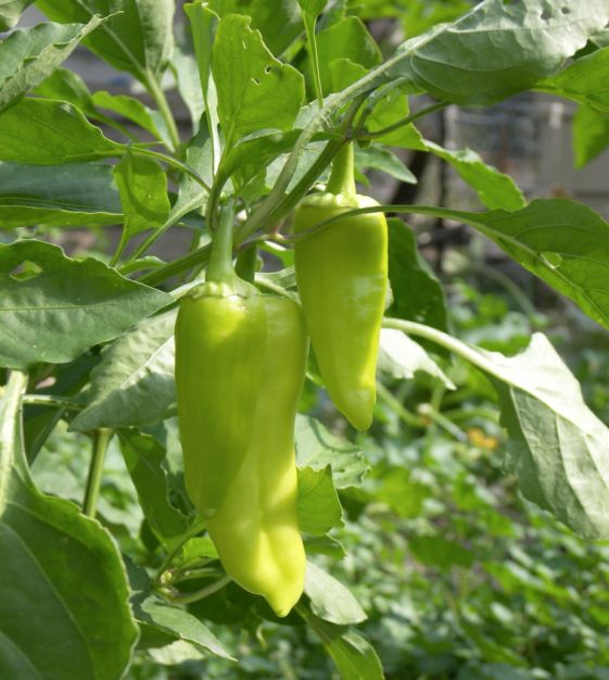High-yield Italian Pepperoncini seeds