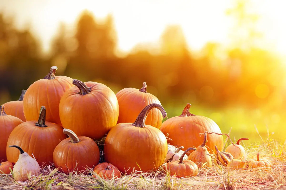 High yield pumpkin seeds for successful gardening