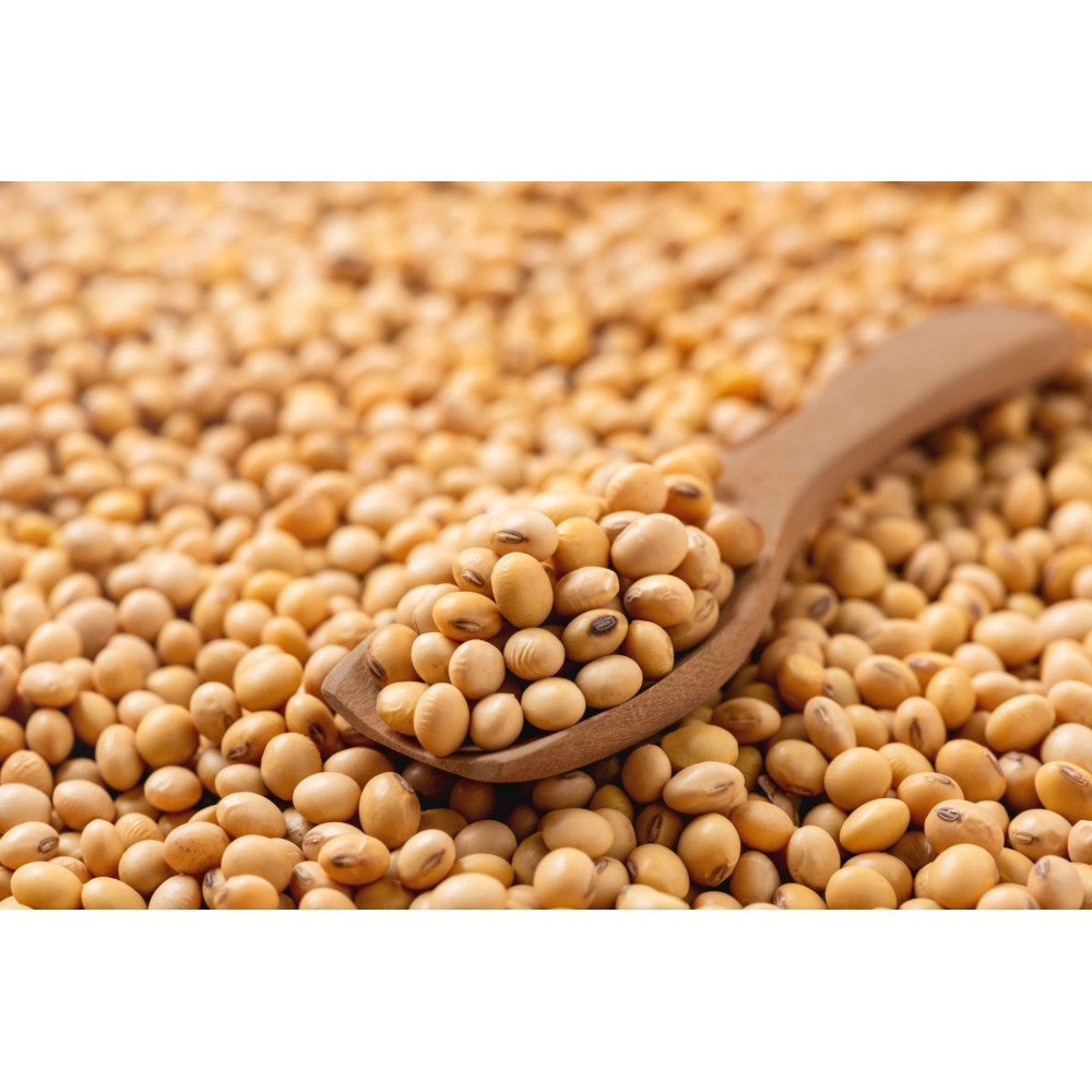 High yield soybean seeds for planting