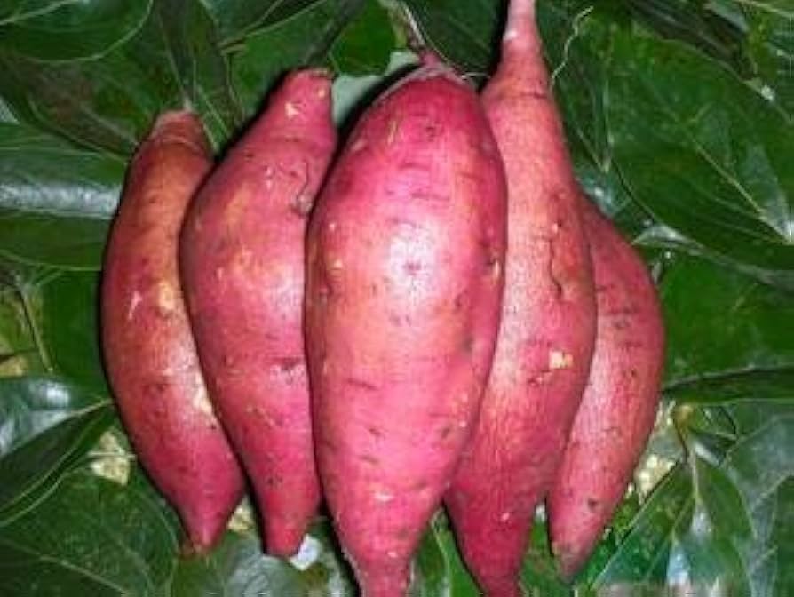 High-yield Giant Sweet Potato seeds
