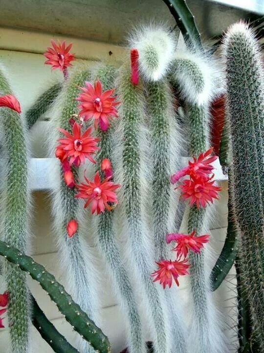 Hildewintera Colademononis Flower Seeds for Planting Stunning Blooms