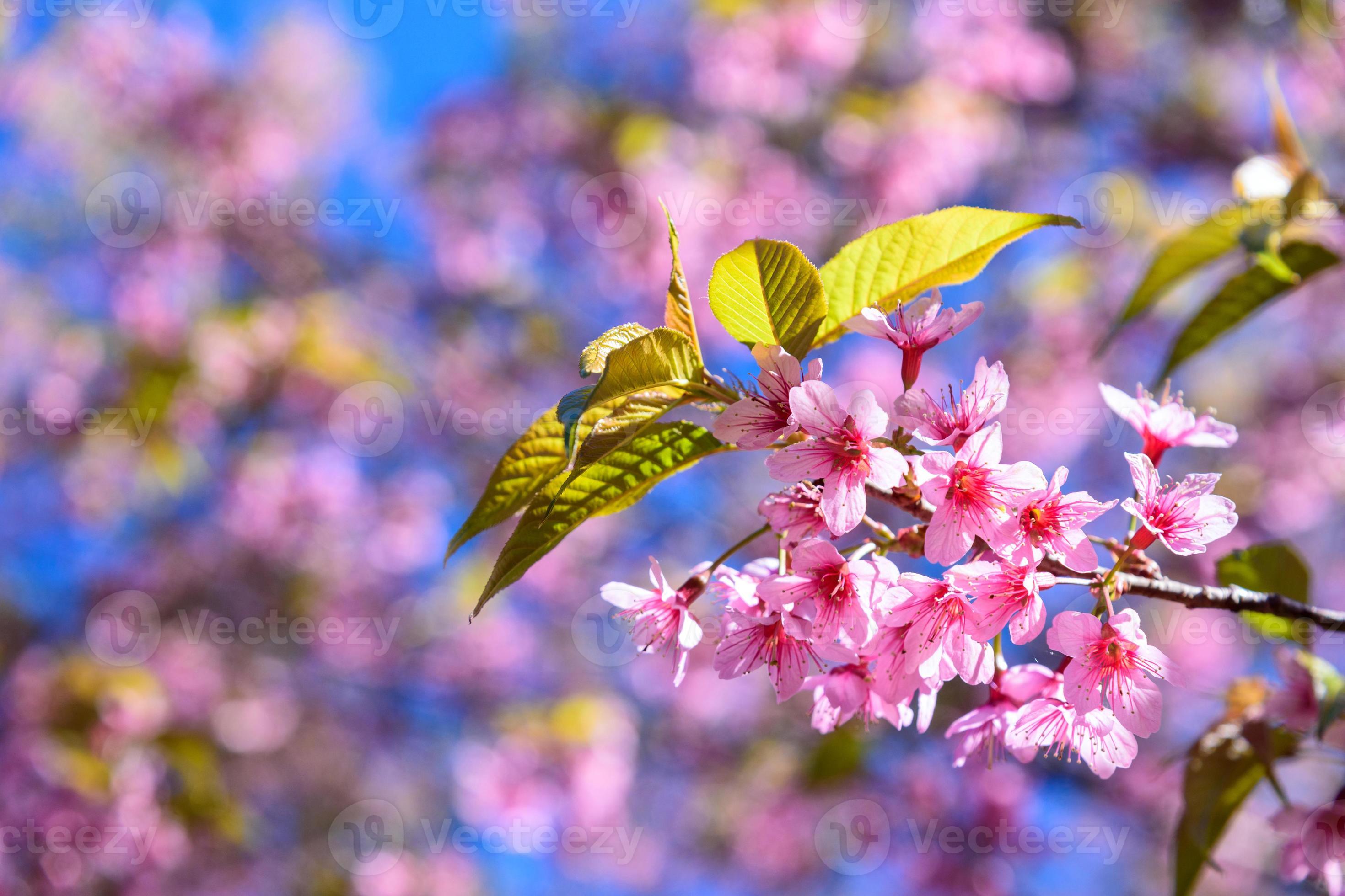 Bright red cherries of Prunus cerasoides on branches