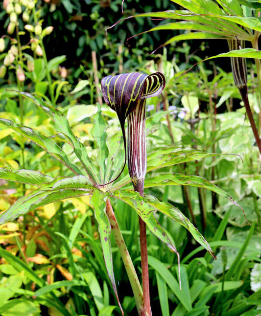 Himalayan Cobra Lily seeds Arisaema consanguineum producing striped hooded flowers